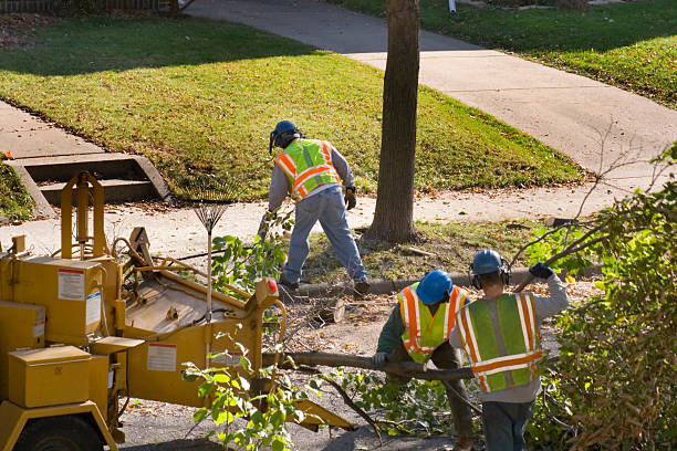 Tree Root Removal in Brigham City, UT